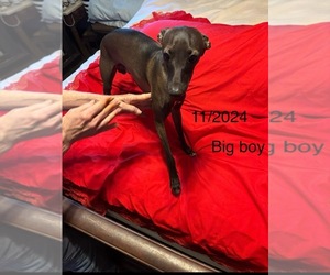 Italian Greyhound Puppy for sale in STILLWATER, OK, USA