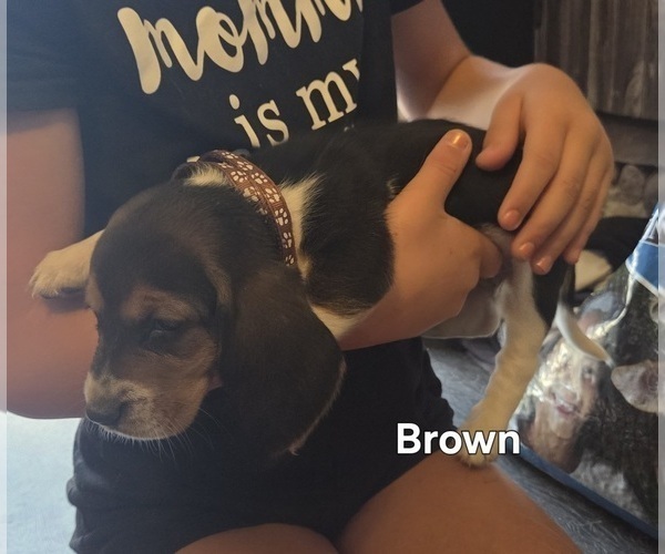 Medium Photo #3 Basset Hound Puppy For Sale in PORTLAND, TN, USA