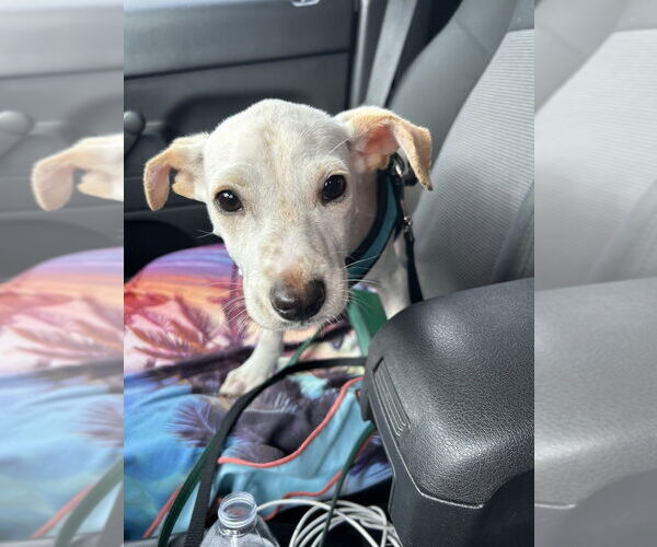 Medium Photo #3 Italian Greyhound-Labrador Retriever Mix Puppy For Sale in San Diego , CA, USA