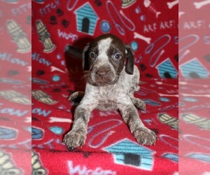German Shorthaired Pointer Puppy for sale in SUNBURY, PA, USA