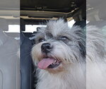 Abigail - Female Shih Tzu-Unknown Mix Dog for Adoption - Small photo
