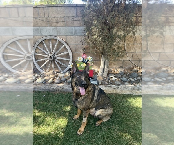 Medium Photo #1 German Shepherd Dog Puppy For Sale in LANCASTER, CA, USA