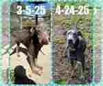 Small #3 Doberman Pinscher