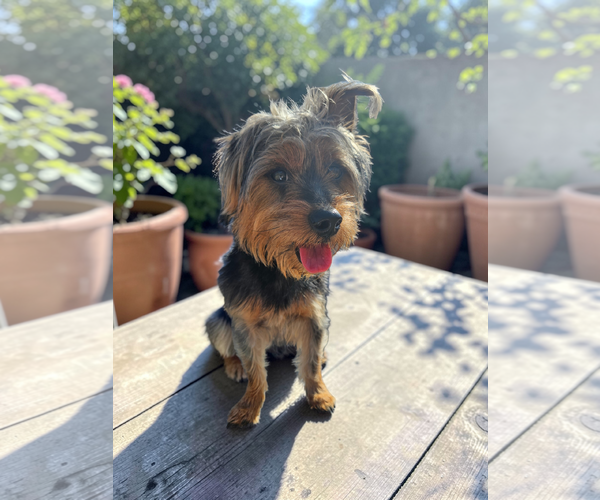 Medium Photo #9 Mutt Puppy For Sale in McKinney, TX, USA