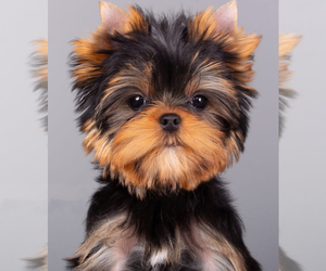 Yorkshire Terrier Puppy for sale in ROANOKE, VA, USA
