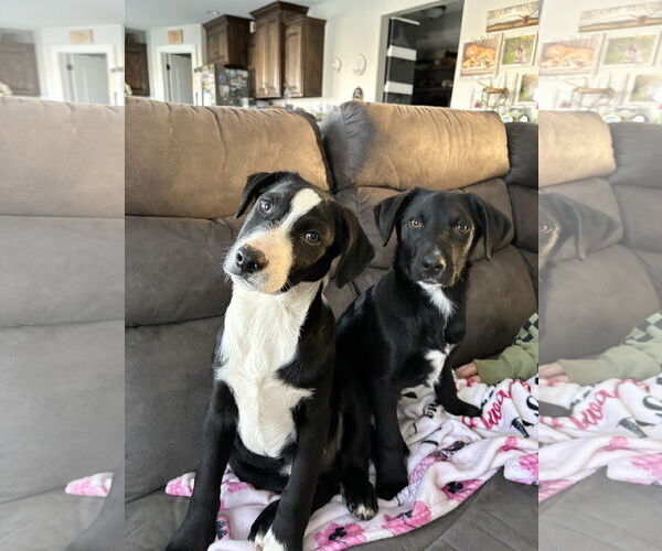 Medium Photo #3 Border Collie-Unknown Mix Puppy For Sale in MIDWAY, UT, USA