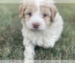 Puppy Puppy 3 Bernedoodle (Miniature)