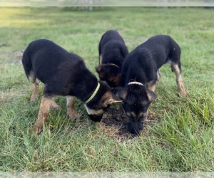 German Shepherd Dog Litter for sale in WOLFE CITY, TX, USA