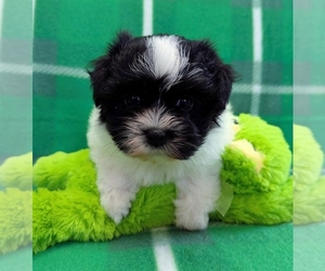 Havanese Puppy for sale in POST FALLS, ID, USA