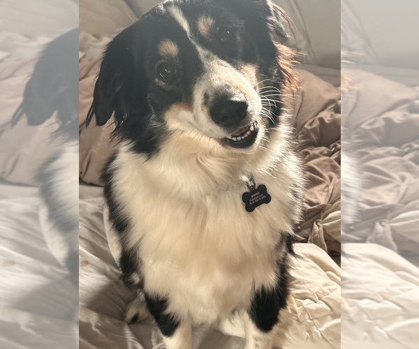 Medium Photo #1 Australian Shepherd Puppy For Sale in METAIRIE, LA, USA