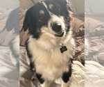 Small Photo #1 Australian Shepherd Puppy For Sale in METAIRIE, LA, USA