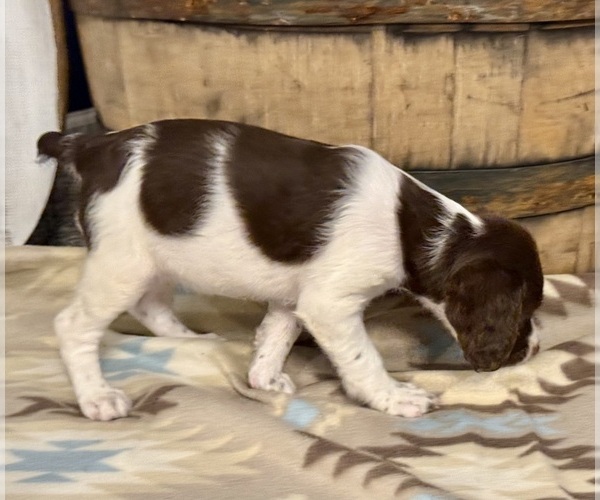 Medium Photo #7 Brittany Puppy For Sale in ORRUM, NC, USA