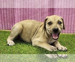 Small #2 Catahoula Leopard Dog