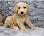 Puppy 1 Labradoodle