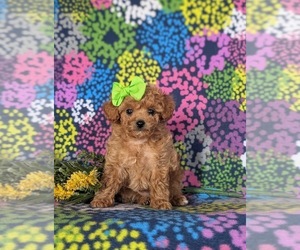 Poodle (Toy) Puppy for sale in PARADISE, PA, USA