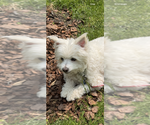 Small #7 Bichon Frise Mix