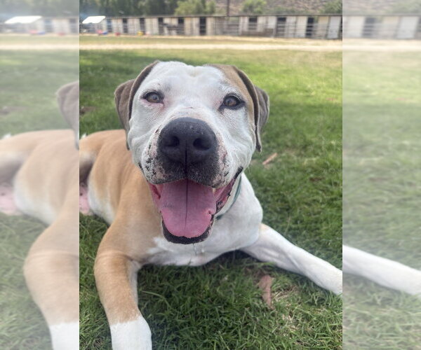 Medium Photo #1 American Pit Bull Terrier Puppy For Sale in San Diego, CA, USA