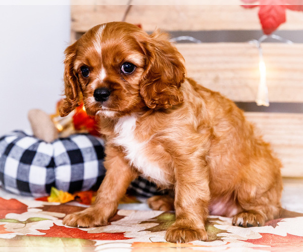 Medium Photo #26 Cavalier King Charles Spaniel Puppy For Sale in WAKARUSA, IN, USA