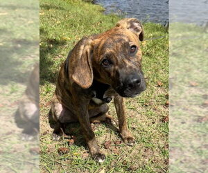 Moby - Male Mutt Dog for Adoption - Photo #3