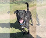 Small Photo #5 Mutt Puppy For Sale in Bemidji, MN, USA