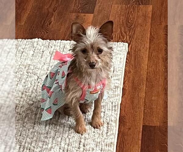 Medium Photo #12 Border Terrier-Unknown Mix Puppy For Sale in San Diego, CA, USA