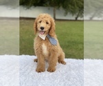 Small Photo #3 Goldendoodle Puppy For Sale in FROSTPROOF, FL, USA