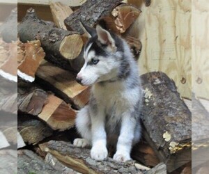 Siberian Husky Puppy for sale in CATAWISSA, PA, USA