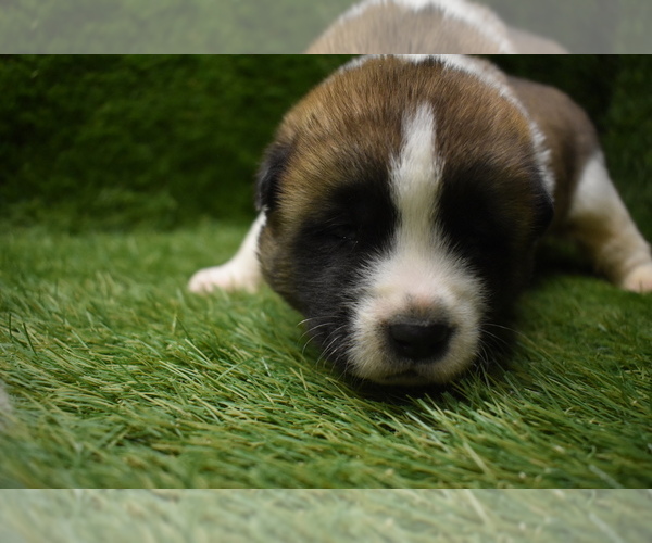 Medium Photo #2 Akita Puppy For Sale in ROLLA, MO, USA