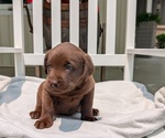 Small #7 Labrador Retriever