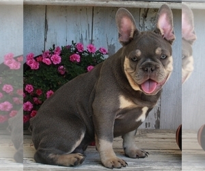 French Bulldog Puppy for sale in FREDERICKSBURG, OH, USA
