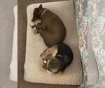 Small #2 Lab-Pointer
