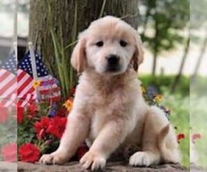 Golden Retriever Puppy for sale in DRY RUN, PA, USA