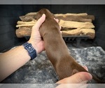 Small Photo #30 Dachshund Puppy For Sale in ROCKWALL, TX, USA