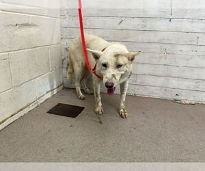Siberian Husky-Unknown Mix Dogs for adoption in San Bernardino, CA, USA