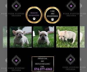 French Bulldog Puppy for sale in WARSAW, IN, USA