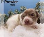Small Photo #2 Australian Shepherd-Lab-Pointer Mix Puppy For Sale in MILLVILLE, MN, USA