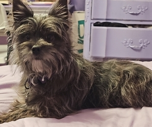 Yoranian Puppy for sale in BRUCE TWP, MI, USA