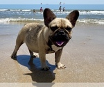 Small Photo #1 French Bulldog Puppy For Sale in BEAUMONT, TX, USA