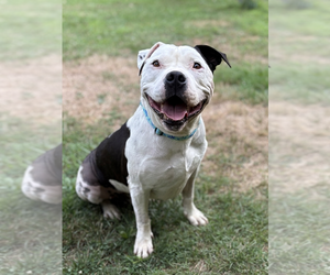 Duke - Male American Staffordshire Terrier-Unknown Mix Dog for Adoption - Photo #3