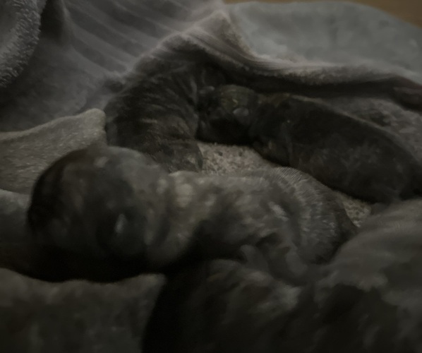 Medium Photo #16 Pug Puppy For Sale in TROY, MO, USA