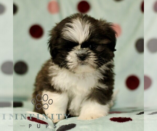 Medium Photo #1 Shih Tzu Puppy For Sale in BIRD IN HAND, PA, USA