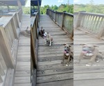 Dasiy - Female Mutt Dog for Adoption - Small photo