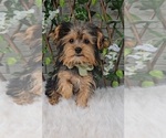 Neeko teacup - Male Yorkshire Terrier Puppy for Sale - Small photo