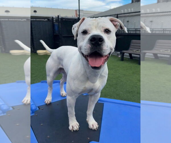 Medium Photo #3 Argentinian Mastiff Puppy For Sale in Goodyear, AZ, USA