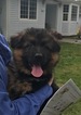 Small Photo #9 German Shepherd Dog Puppy For Sale in ALGONA, WA, USA