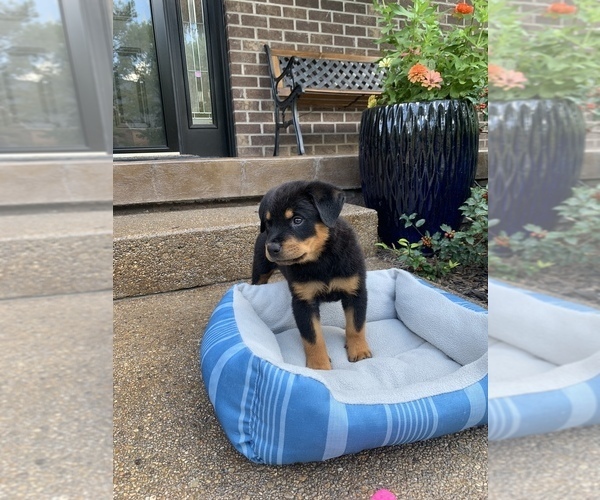 Full screen Photo #10 Rottweiler Puppy For Sale in NOBLESVILLE, IN, USA