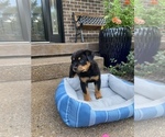 Small Photo #10 Rottweiler Puppy For Sale in NOBLESVILLE, IN, USA