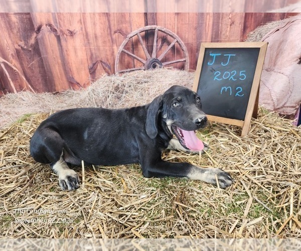 Medium Photo #2 Catahoula Leopard Dog Puppy For Sale in CUMBY, TX, USA
