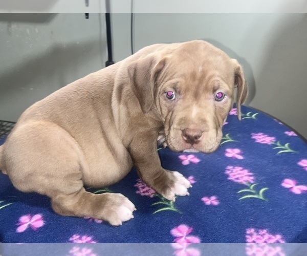 Medium Photo #20 American Bully Puppy For Sale in SNELLVILLE, GA, USA