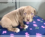 Small Photo #20 American Bully Puppy For Sale in SNELLVILLE, GA, USA